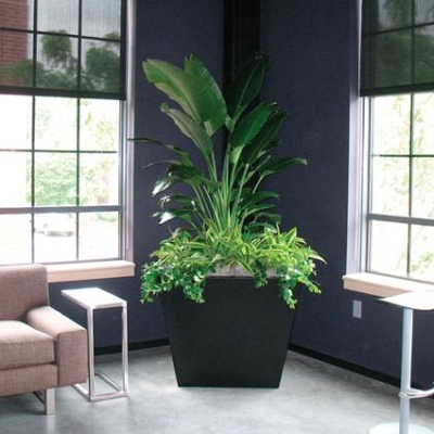 plant interiorscaping