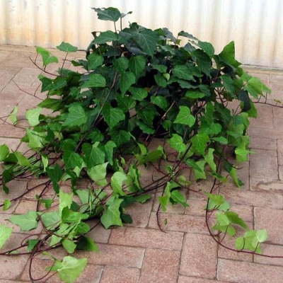 Interior basket planters