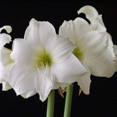 office flower arrangements