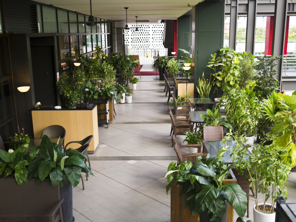 Use Business Interior Plants to Improve Staff Productivity