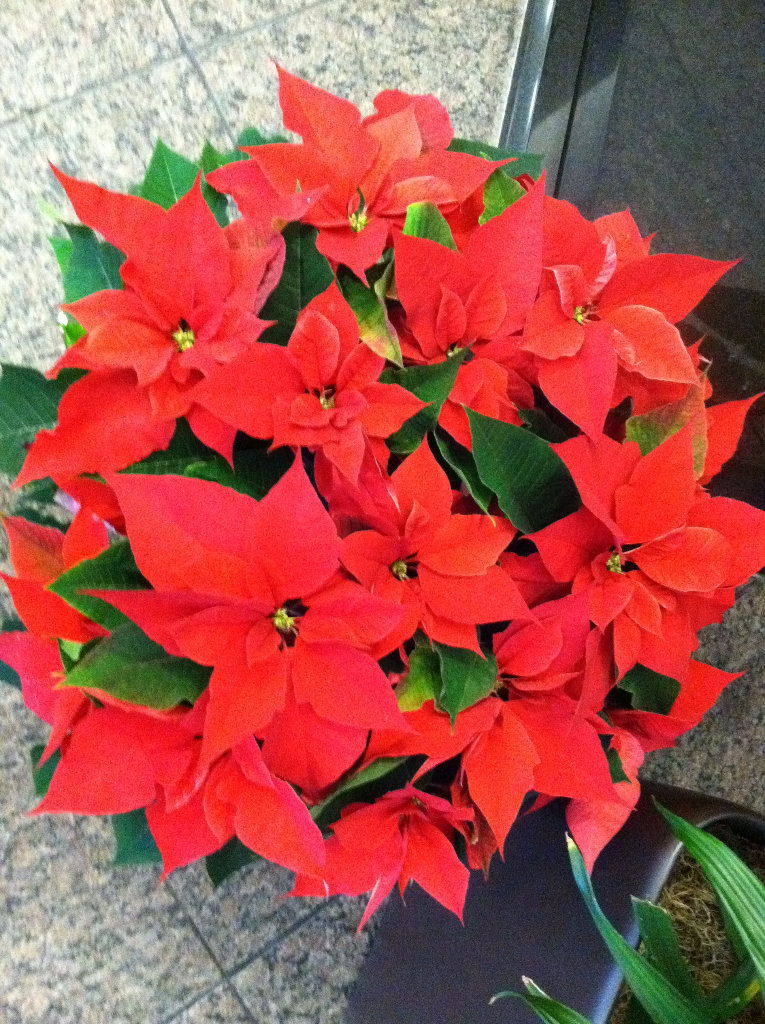 indoor holiday flowers