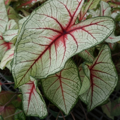 office plants utah