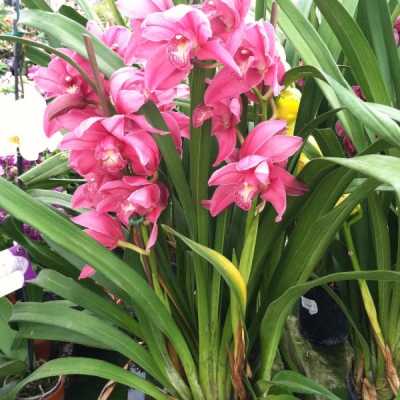 Indoor blooming plants