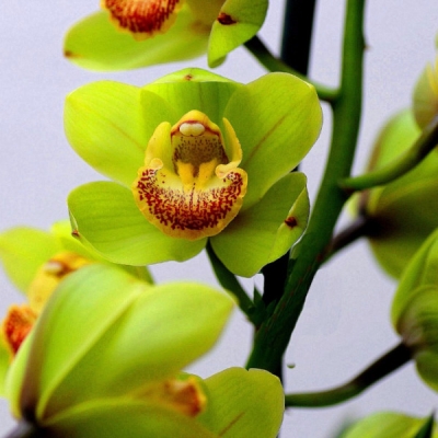 Indoor blooming plants