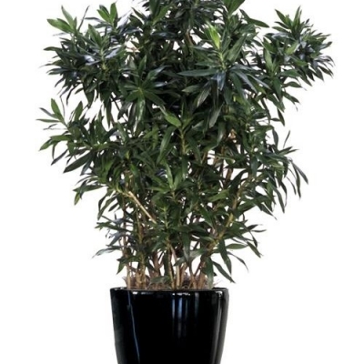 Indoor plant landscaping options