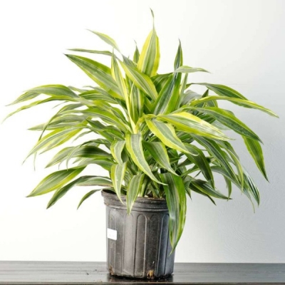 Indoor plant landscaping options