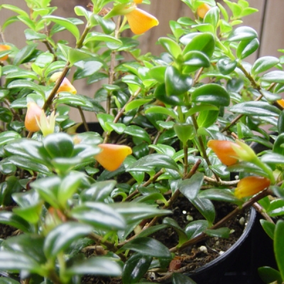 Green indoor plants Utah