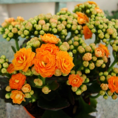 Indoor blooming plants