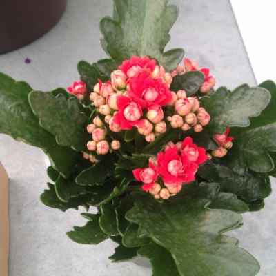 Indoor blooming plants