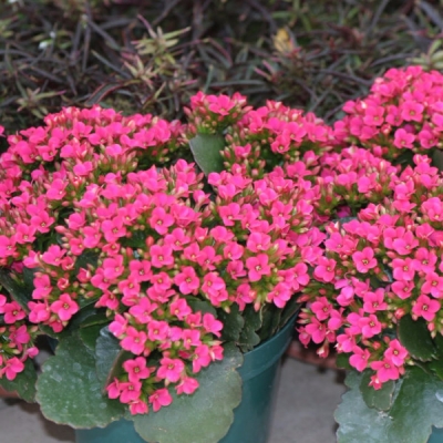 Indoor blooming plants