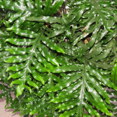 Green indoor plants Utah