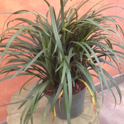 Indoor Plant Options Utah