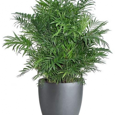 Indoor Plant Options Utah