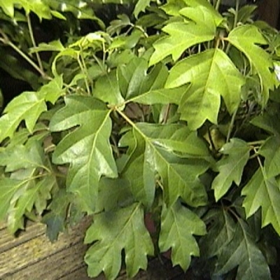 Indoor trees