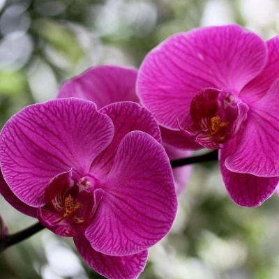 Indoor Flower Arrangements