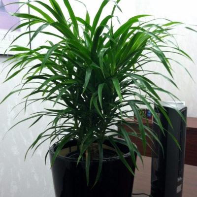 Interior office plants