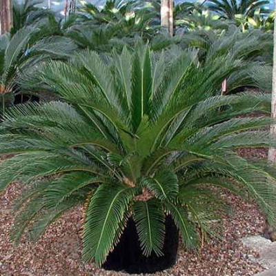 Interior office plants