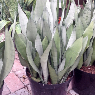 Interior office plants