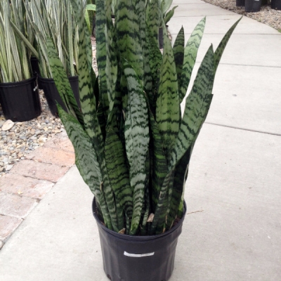 Interior office plants