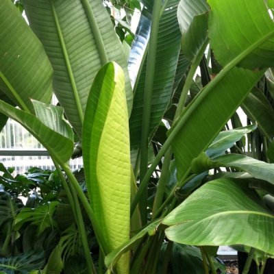 Office Plants