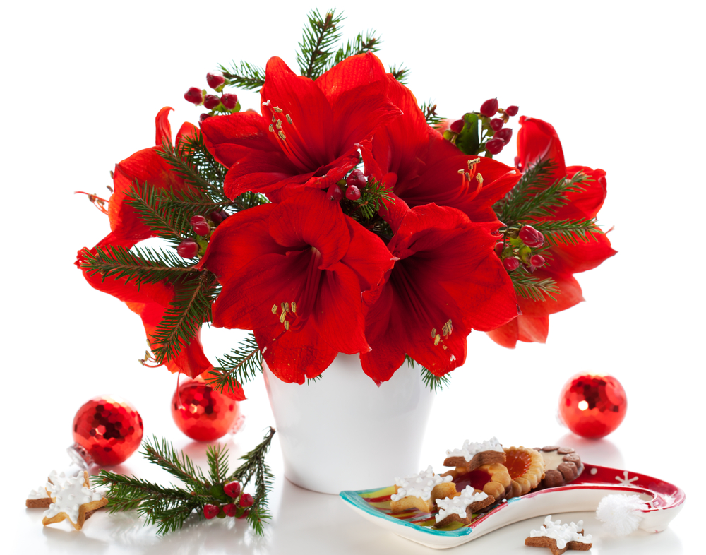 holiday flowers