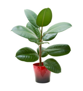 rubber plant 