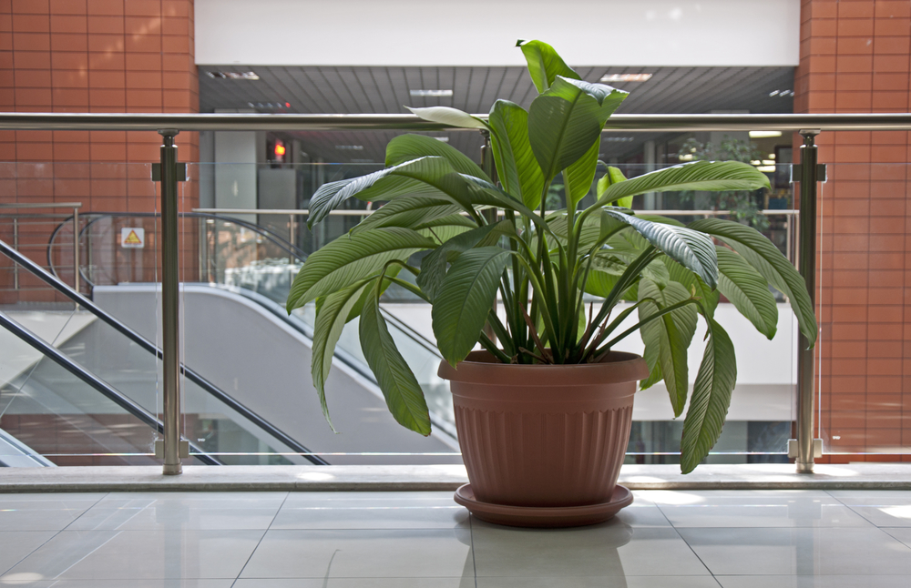 Live Office Plants Surpass Artificial Plants